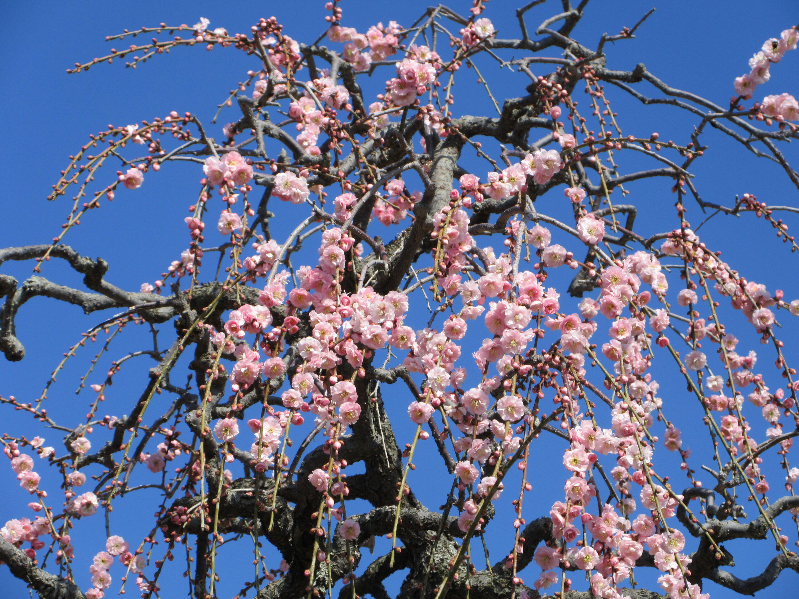 自我と縁のオリンピック