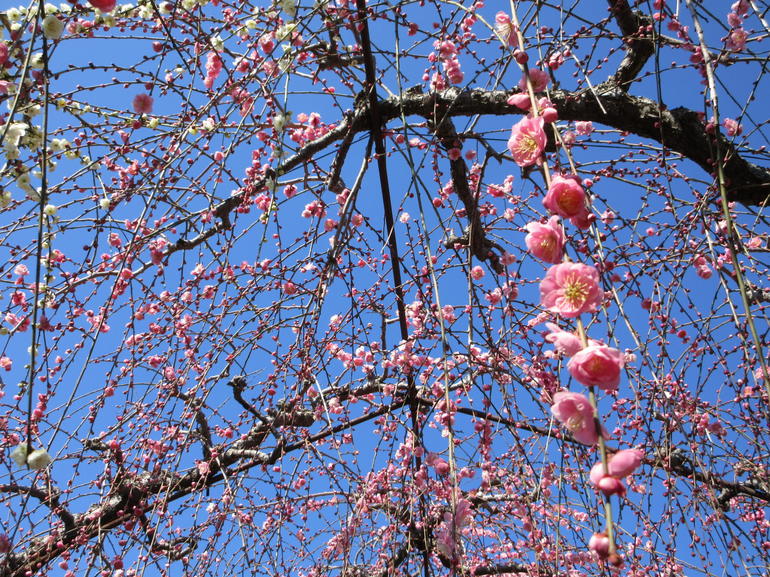 即身成仏とテクノロジーの時代